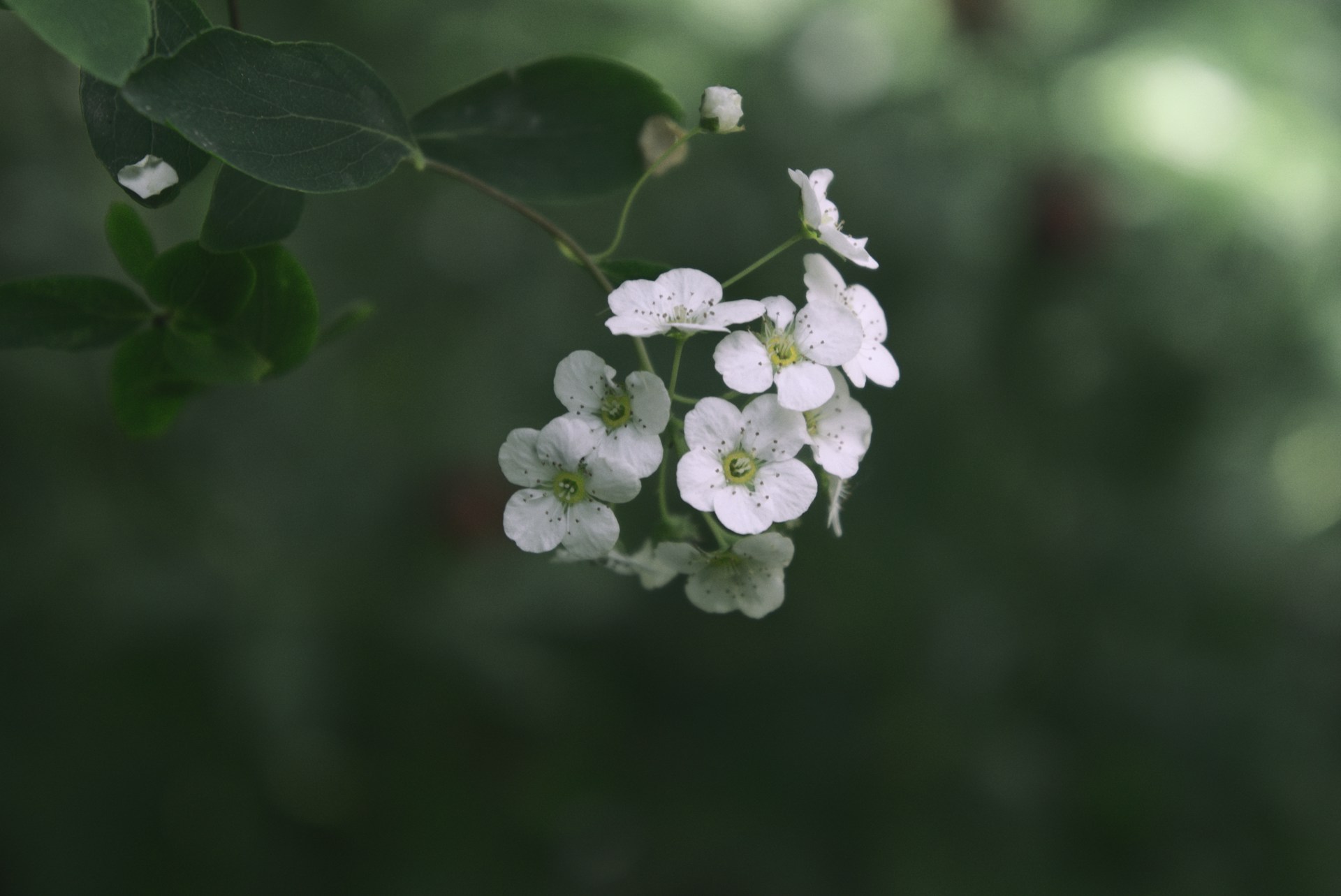 Wasparfum: Jouw Geheim voor Langdurig Fris Wasgoed